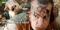 Vorschaubild Spielfilm: Black Sheep