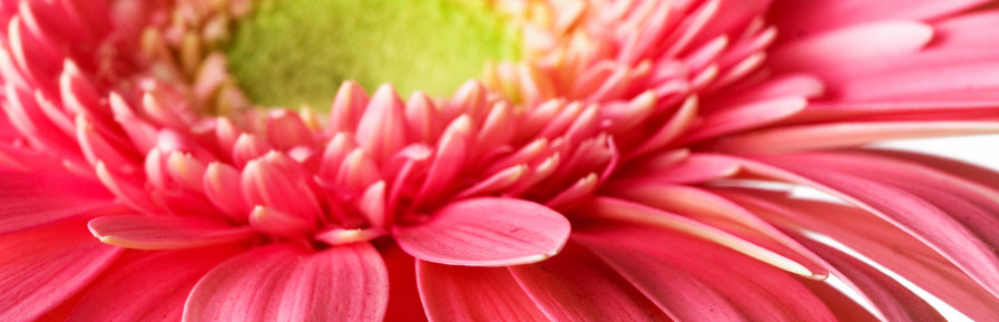 head_blume.jpg